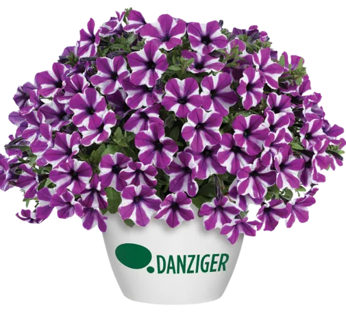 CAPELLA™ Magenta Diamond