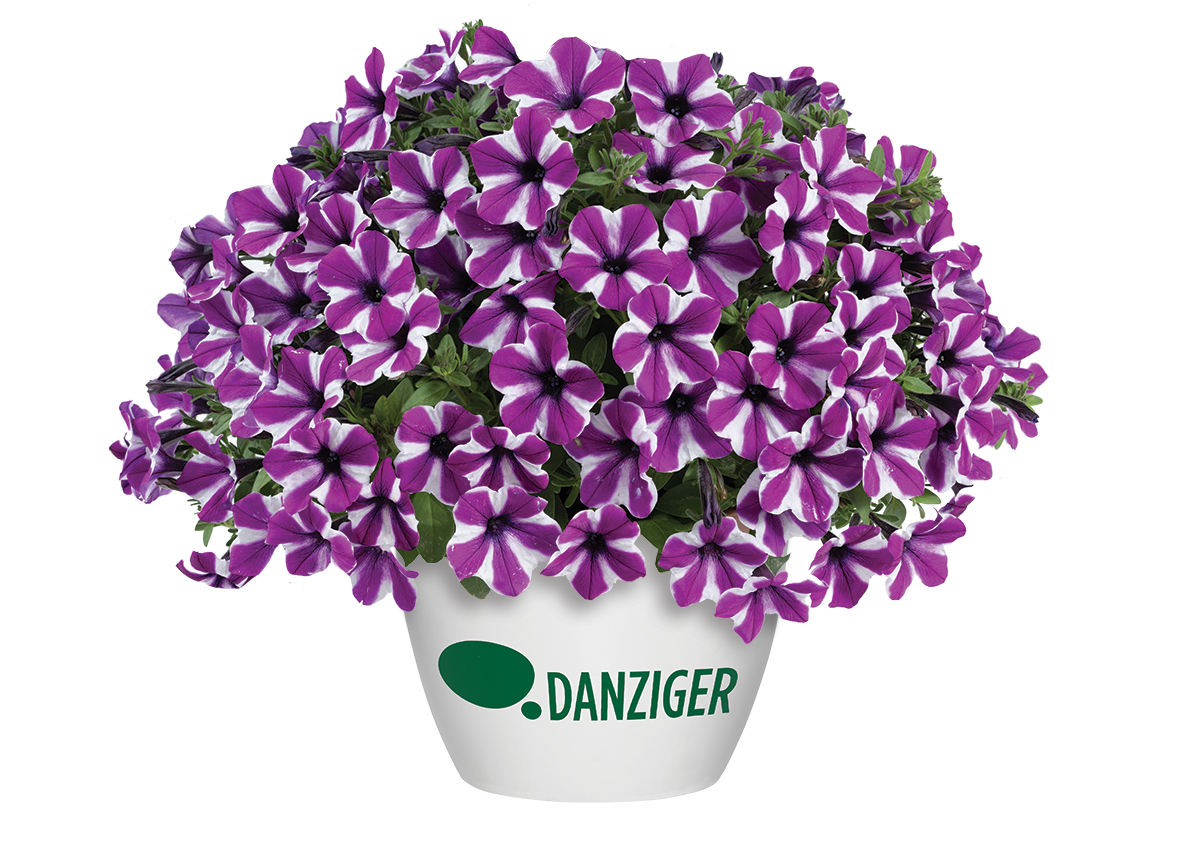 Capella™ Cherry Vanilla - Danziger
