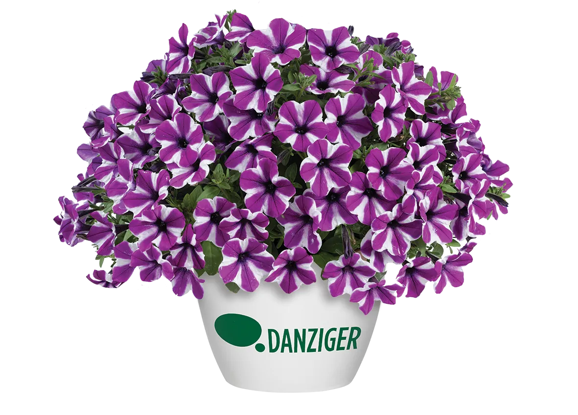 CAPELLA™ Magenta Diamond