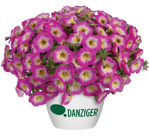 CAPELLA™ Pink Morn