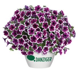 CAPELLA™ Rim Raspberry