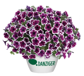 CAPELLA™ Rim Raspberry