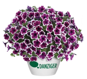 CAPELLA™ Rim Raspberry