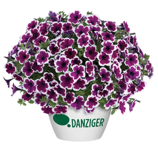 CAPELLA™ Rim Raspberry