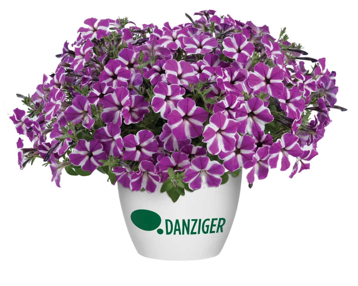 CASCADIAS™ Fuchsia Gem