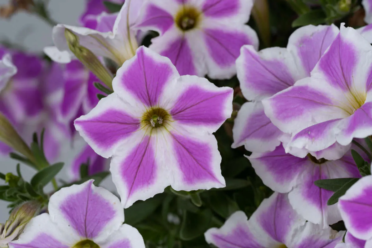 CASCADIAS™ Lilac Frost - Danziger