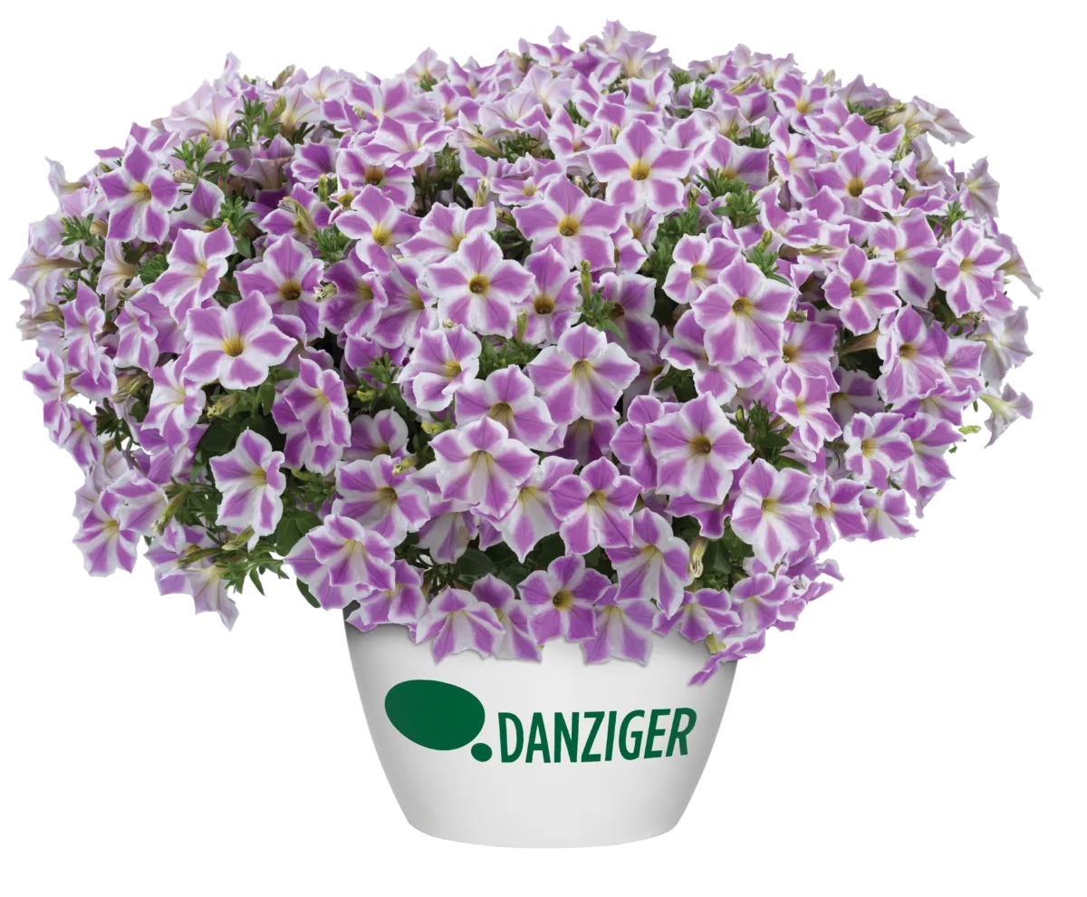 CASCADIAS™ Lilac Frost