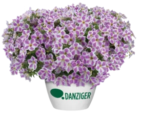 CASCADIAS™ Lilac Frost