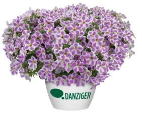 CASCADIAS™ Lilac Frost