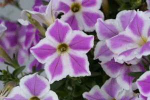 CASCADIAS™ Lilac Frost - Danziger