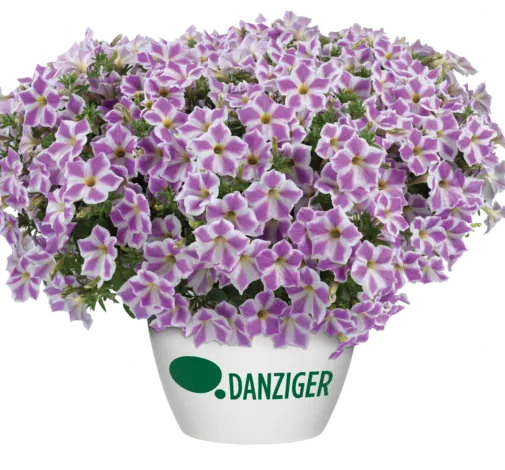 CASCADIAS™ Lilac Frost