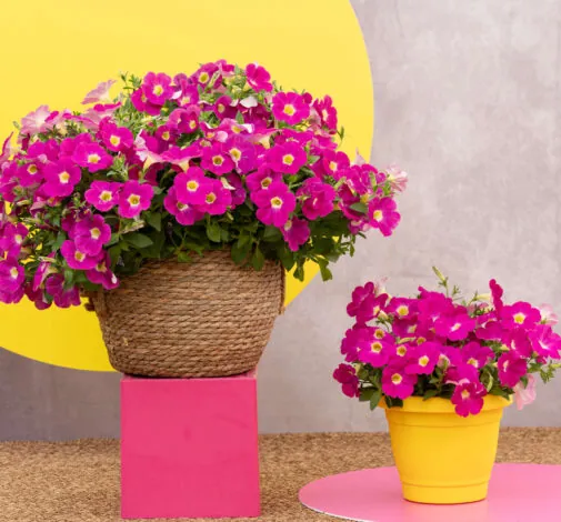 CASCADIAS™ Rose