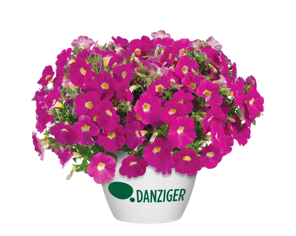 CASCADIAS™ Rose