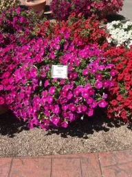 CASCADIAS™ Rose