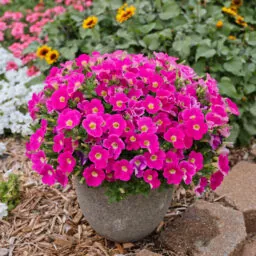 CASCADIAS™ Rose