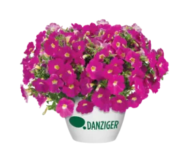 CASCADIAS™ Rose