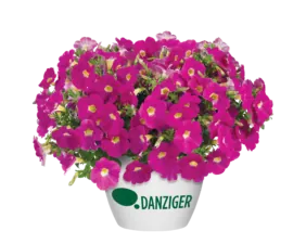 CASCADIAS™ Rose