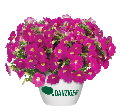 CASCADIAS™ Rose