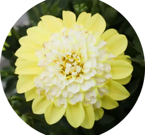 CHÉRIE™ Lemon