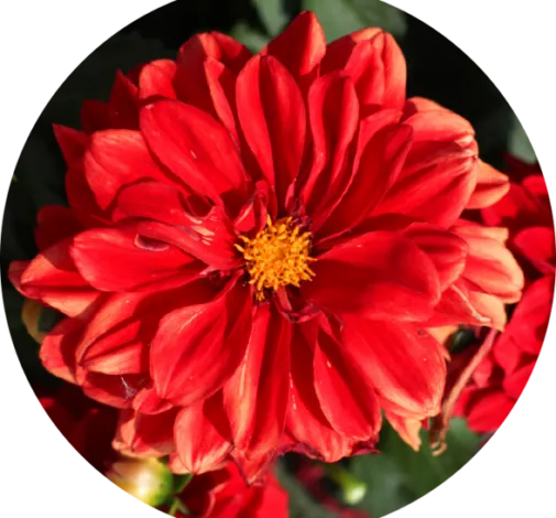 CHÉRIE™ Red