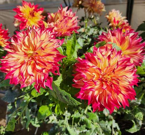 CHÉRIE™ Red Flare