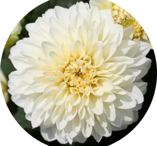 CHÉRIE™ White