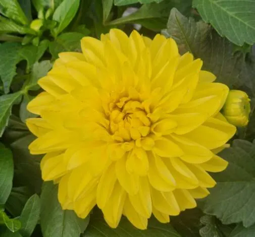 CHÉRIE™ Yellow