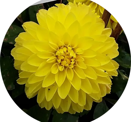 CHÉRIE™ Yellow