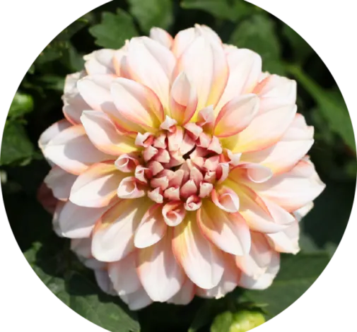 CHÉRIE™ Peach
