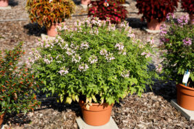 Clio™ Pink Lady Imp.