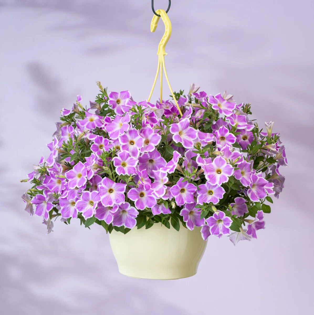 CASCADIAS™ Lilac Frost - Danziger
