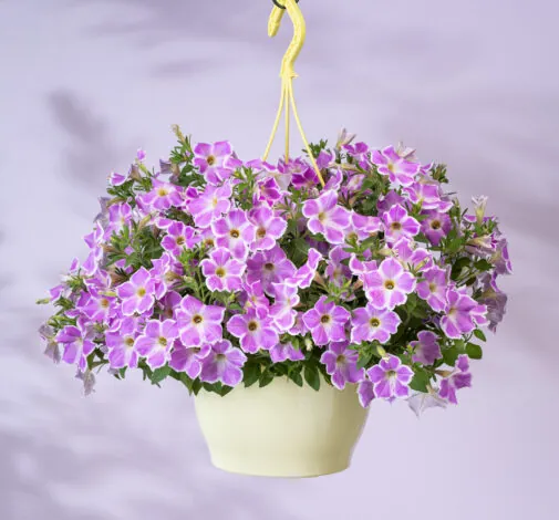 CASCADIAS™ Lilac Frost - Danziger