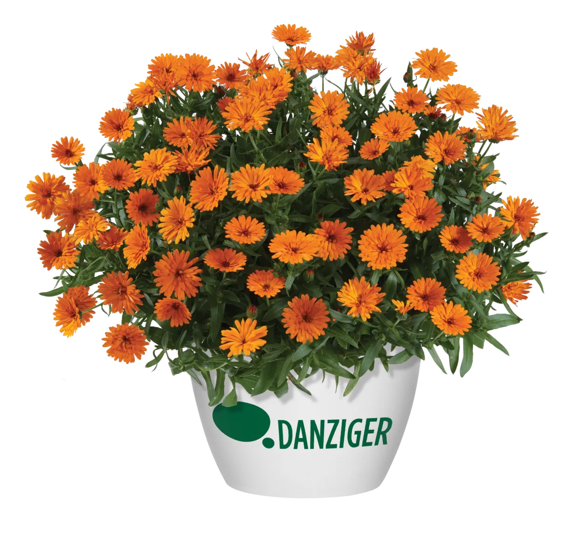 CHEERS™ Tangerine Imp.