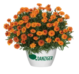 CHEERS™ Tangerine Imp.