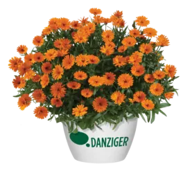 CHEERS™ Tangerine Imp.