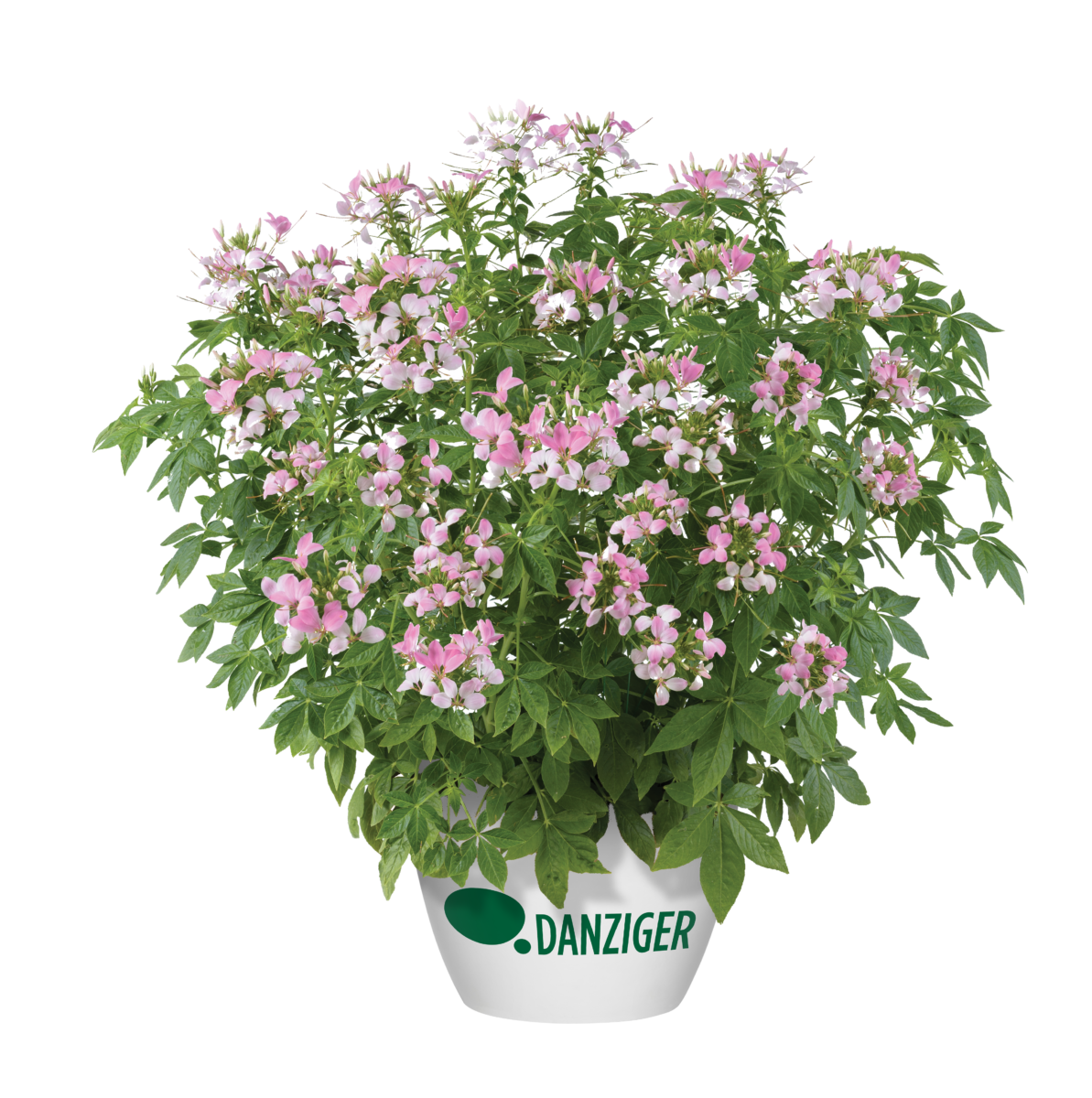 gardenpink① Clio™ Pink Lady Imp. - Danziger