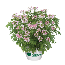 Clio™ Pink Lady Imp.