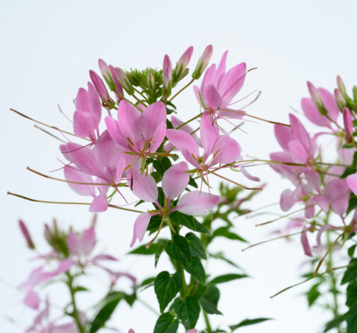 Clio™ Pink Lady Imp.