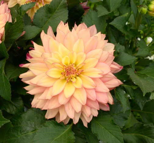 DARLIN’™ Radiant Peach