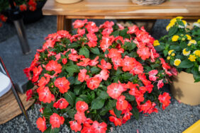 SOL LUNA PRIME™ Peach