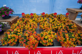 LIA™ Abstract Lemon Cherry