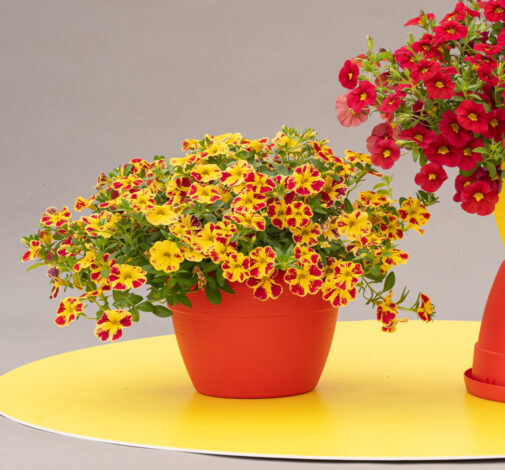 LIA™ Abstract Lemon Cherry