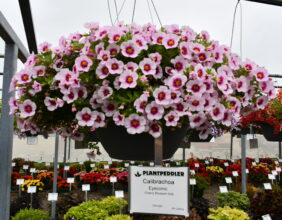 EYECONIC™ Cherry Blossom Imp.