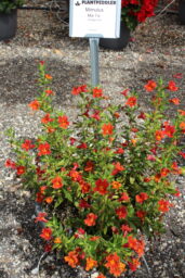 MAI TAI™ Orange Imp.