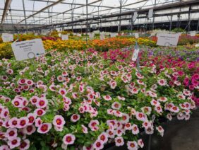 EYECONIC™ Cherry Blossom Imp.