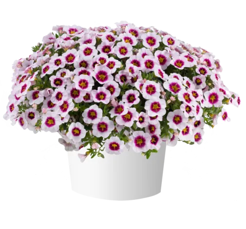 EYECONIC™ Cherry Blossom Imp.