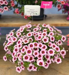 EYECONIC™ Cherry Blossom Imp.