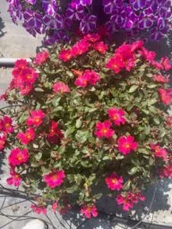 MEGA PAZZAZ™ Fuchsia