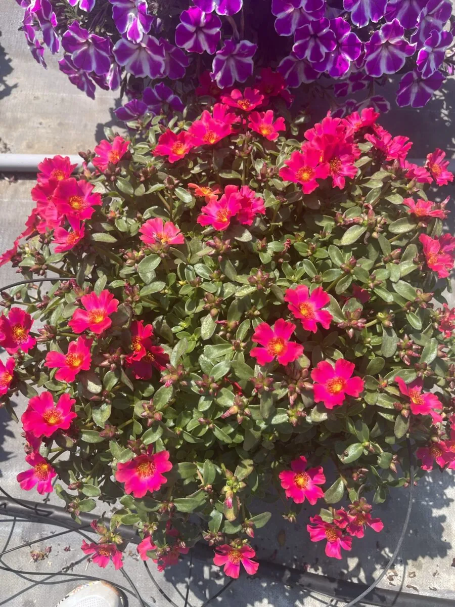 MEGA PAZZAZ™ Fuchsia