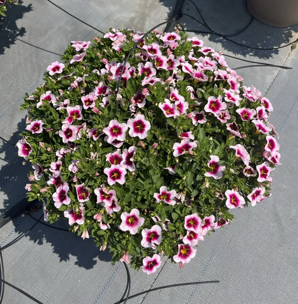 EYECONIC™ Cherry Blossom Imp.
